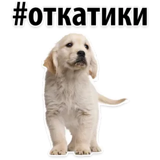 😏 #ОТКАТИКИ puppy, dog, golden retriever, cute, animal, pet, hashtag telegram sticker