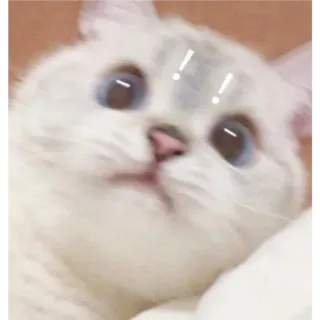 👛 고양이, 귀여운, 동물, 애완동물, 하얀 고양이, 새끼 고양이 whatsapp sticker
