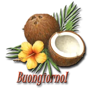 🌊 Buongiorno! кокос, цветок, тропический, приветствие, Buongiorno, Италия, итальянский telegram sticker