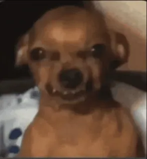 😠 Chihuahua whatsapp sticker