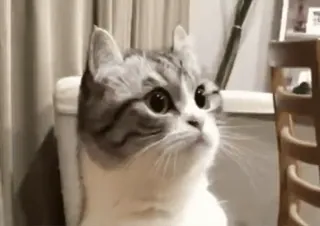 😶 cat, animal, pet, kitten, cute telegram sticker