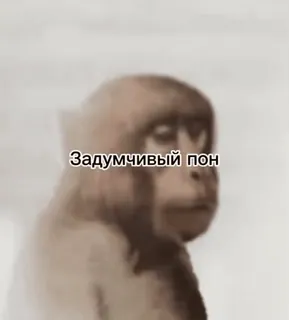 🧐 Задумчивый пон monkey, thinking, animal, ape, pensive telegram sticker
