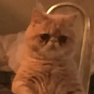 ☹️ cat, pet, animal, orange, domestic cat, exotic shorthair telegram sticker