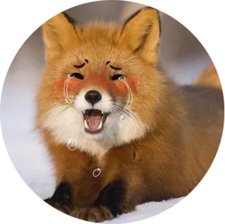 😢 лиса, животное, плачет, слезы, грустно, эмоция whatsapp sticker