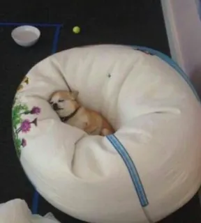 😴 perro, chihuahua, durmiendo, puf, mascota, animal, mono telegram sticker