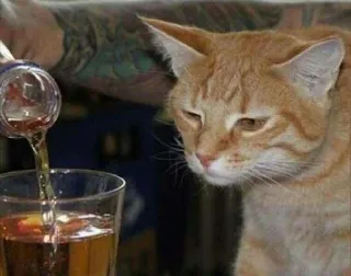 Sad cats telegram stickers