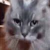 🐱