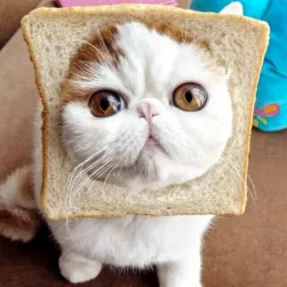 👀 Katze, Brot, lustig, Tier, süß, Haustier, Meme whatsapp sticker