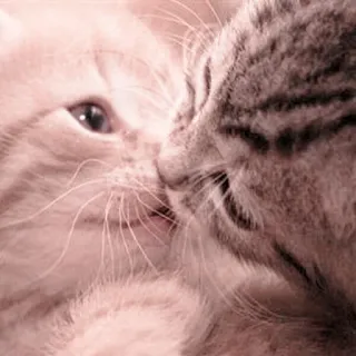 🐈 kätzchen, katzen, tiere, süß, haustiere, katzenartige, haustiere whatsapp sticker