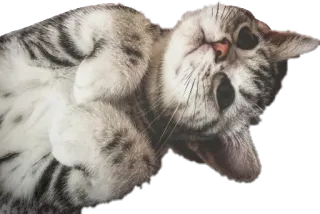 😀 猫, 动物, 宠物, 可爱, 家养, 猫科 telegram sticker