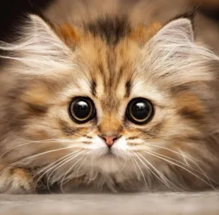🤔 Katze, Kätzchen, süß, Tier, flauschig telegram sticker