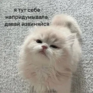 🌞 я тут себе напридумывала, давай извиняйся telegram sticker