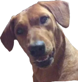 ❓ cane, animale, animale domestico, carino telegram sticker