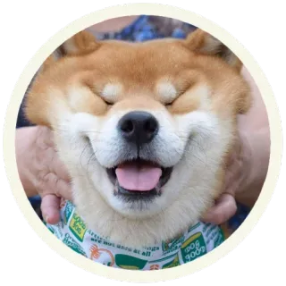 😄 Joe
900lbs
Joe
900lbs
Joe
900lbs perro, shiba inu, animal, mascota, feliz, sonriendo, lindo telegram sticker