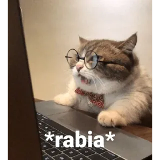😡 *rabia* cat, animal, pet, laptop, glasses, computer, rabia telegram sticker