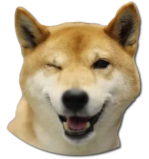 😉 dog, shiba inu, animal, pet, wink, cute, happy telegram sticker