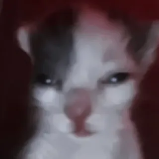 💗 котёнок, кот, животное, питомец, мем, смешной, злой telegram sticker