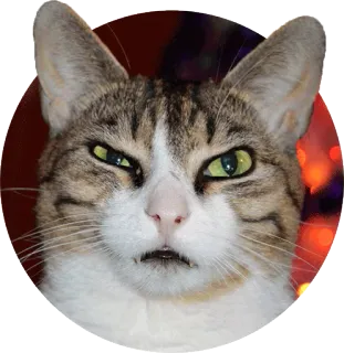 😈 cat, animal, pet, feline, grumpy cat, meme telegram sticker