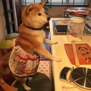 👨‍🍳 @fujisan99 Hund, Shiba Inu, Schürze, Kochen, Küche, süß, Haustier, Tier, Haustier telegram sticker