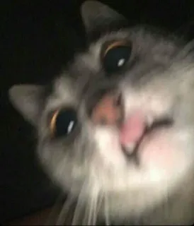 😨 cat, pet, animal, meme, funny telegram sticker