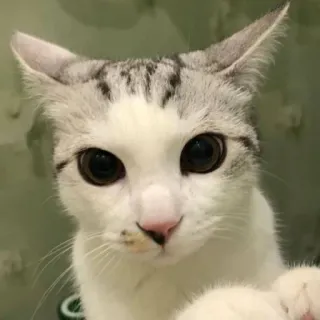 🥺 chat, chaton, animal, animal de compagnie, mignon, yeux, animal domestique, félin whatsapp sticker