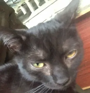 😣 cat, black cat, pet, animal telegram sticker