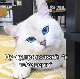 😒 Ну-ну, продолжай, "я тебе верю" 猫, ミーム, ロシア, 面白い, 皮肉, 動物 telegram sticker
