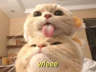 💛 wleee gato, animal, meme, engraçado, fofo, língua, gatinho telegram sticker