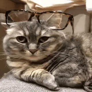 😎 Katze, Brille, Haustier, Tier, lustig, süß telegram sticker