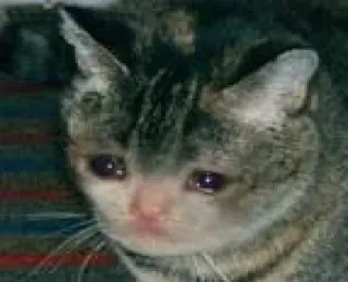 😿 gato, triste, chorando, animal, animal de estimação whatsapp sticker