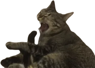 😆 cat, animal, yawning, pet, feline, domestic animal, tabby telegram sticker