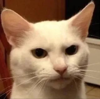 🐱 kucing, kucing putih, hewan, hewan peliharaan, meme, kucing lucu telegram sticker