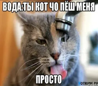 🤬 ВОДА:ТЫ КОТ ЧО ПЁШЬ МЕНЯ
ПРОСТО kot, picie, woda, śmieszne, mem, zwierzę telegram sticker
