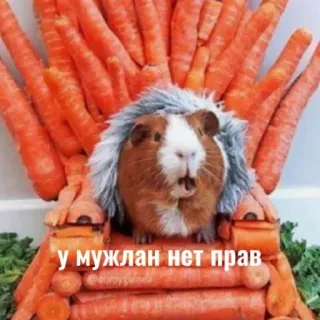😈 У муклан нет прав cochon d'inde, carotte, animal, trône, animal de compagnie, drôle telegram sticker