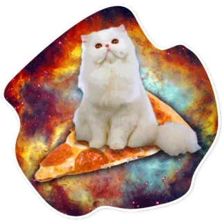 🍕 แมว, พิซซ่า, อวกาศ, กาแล็กซี, ตลก, สัตว์, แมวขาว, อาหาร telegram sticker