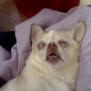 🐕 cachorro, chihuahua, engraçado, animal, animal de estimação, dormindo, fofo telegram sticker
