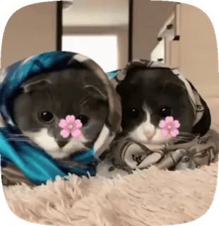 ♡ котики ♡ @hyungily :: @fStikBot telegram stickers