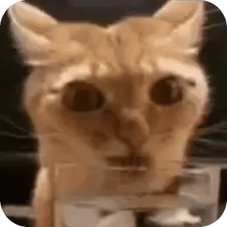 🌟 gatto, meme, animale, divertente, animale domestico telegram sticker