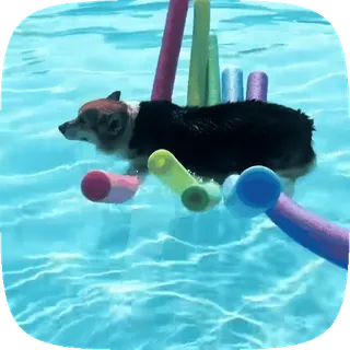 🐶 corgi, cane, nuoto, tubi galleggianti, acqua, animale telegram sticker