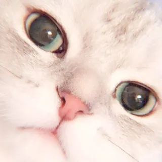 🐈 gato, animal de estimação, animal, close-up, olhos, fofo telegram sticker