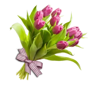 🌹 flowers, tulips, bouquet, pink, nature, floral whatsapp sticker