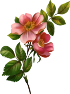 🌺 ดอกไม้, สีชมพู, กุหลาบ, ลายดอก, ธรรมชาติ, พืช telegram sticker