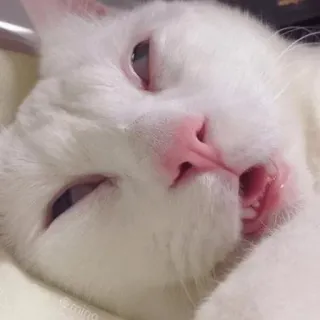 😵 gato, gato branco, animal, animal de estimação, gato dormindo, fofo whatsapp sticker