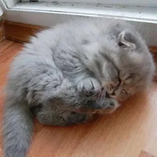 👶 kot, kociak, słodki, zwierzę domowe, zwierzę, zwierzę domowe, szary kot telegram sticker