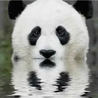 😠 panda, animal, water, reflection, nature, mammal telegram sticker