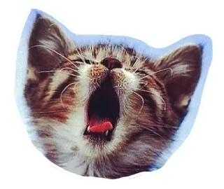 🐱 gato, gatito, bostezo, animal, mascota, lindo telegram sticker