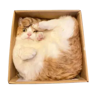 🙀 кот, коробка, смешной, животное, милый, питомец telegram sticker