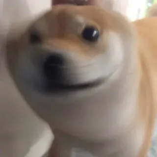 🐕 perro, shiba inu, meme, animal, mascota, gracioso, lindo whatsapp sticker