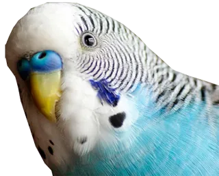 😲 pássaro, periquito, animal de estimação, animal, azul, fofo, passarinho telegram sticker
