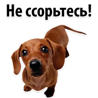 😏 Не ссорьтесь! dog, animal, dachshund, cute, sticker, pet, brown, puppy telegram sticker